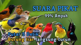 99% Ampuh - SUARA PIKAT SEMUA JENIS BURUNG KECIL 