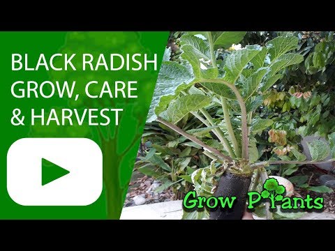 Video: When to plant black radish outdoors in 2022