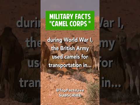 וִידֵאוֹ: האם הצבא האמריקאי השתמש בגמלים?