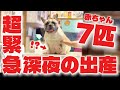 真夜中の緊急初出産!初産で7匹の赤ちゃんとか産めるの!?