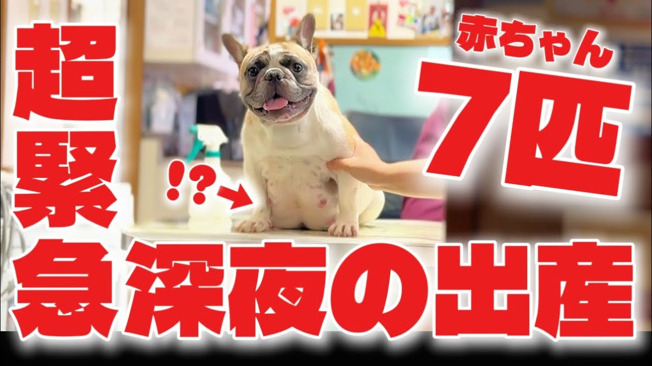 真夜中の緊急初出産!初産で7匹の赤ちゃんとか産めるの!?