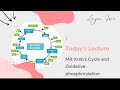 Biochem m9 krebs cycle tca cycle