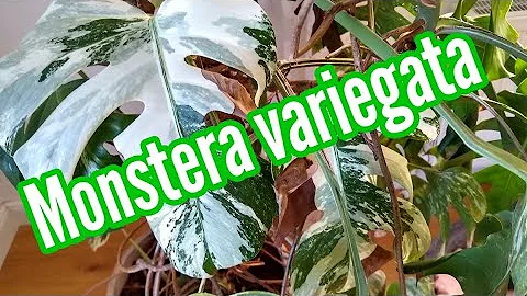Wie entsteht eine monstera variegata?