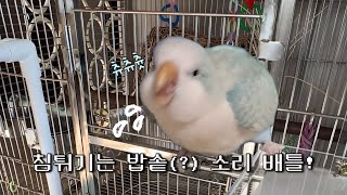 퀘이커앵무 꾸꾸ㅣ새장 오픈을 기다리는 수다쟁이 앵무새