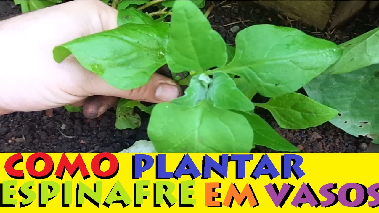 como plantar espinafre em vasos