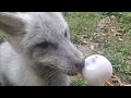 Pet foxes get Popsicles