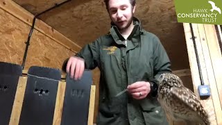 Tom and the Burrowing Owls
