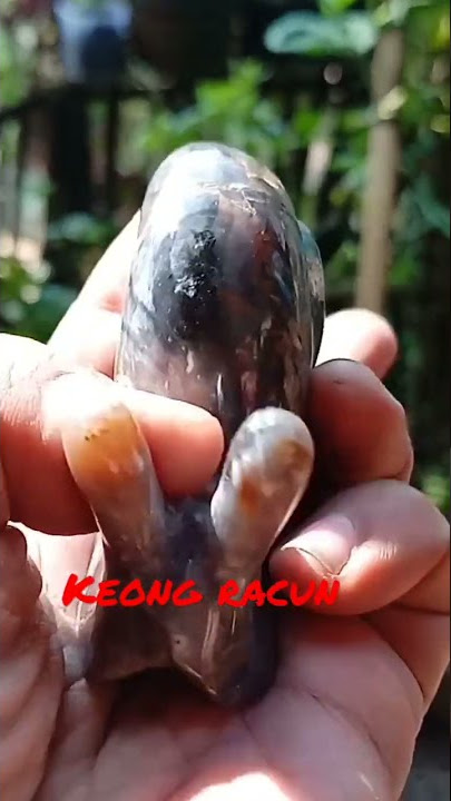 keong racun @nyanyangguruchannel1559 @garukgarukchannel6392