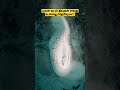 பவள கடல் தீவுகள் எங்கு உள்ளது தெரியுமா? Coral sea Island...