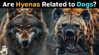 Are Hyenas Really Dogs?