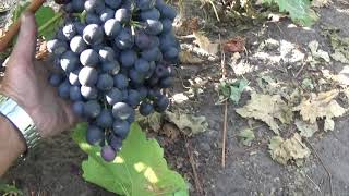 Киевская Русь -отличный неукрывной столовый сорт винограда
