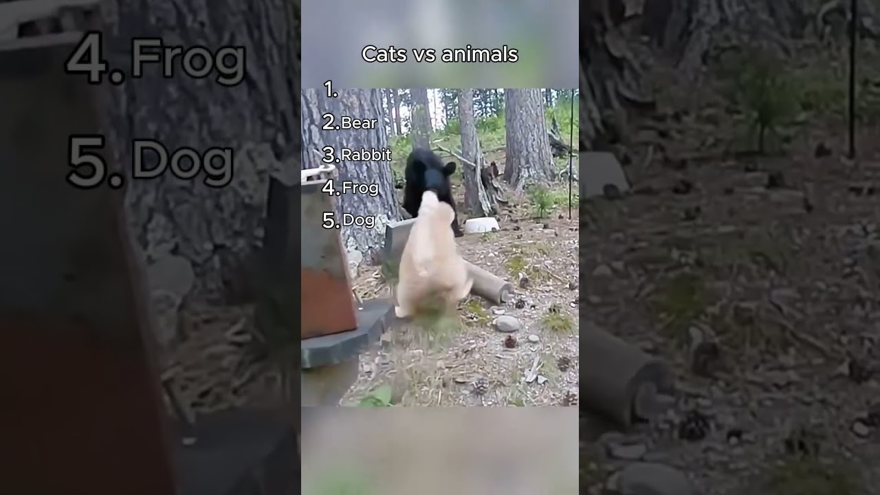 Cats vs. Animals: Hilarious Chaotic Showdowns! Part 3 
