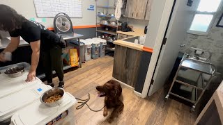 Murphy | Irish Setter | Foundation of Obedience by The Doghouse LLC 76 views 3 weeks ago 8 minutes, 38 seconds