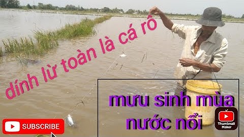 mưu sinh mùa nước nổi giăng lưới dính toàn là cá rô thấy mà ham.