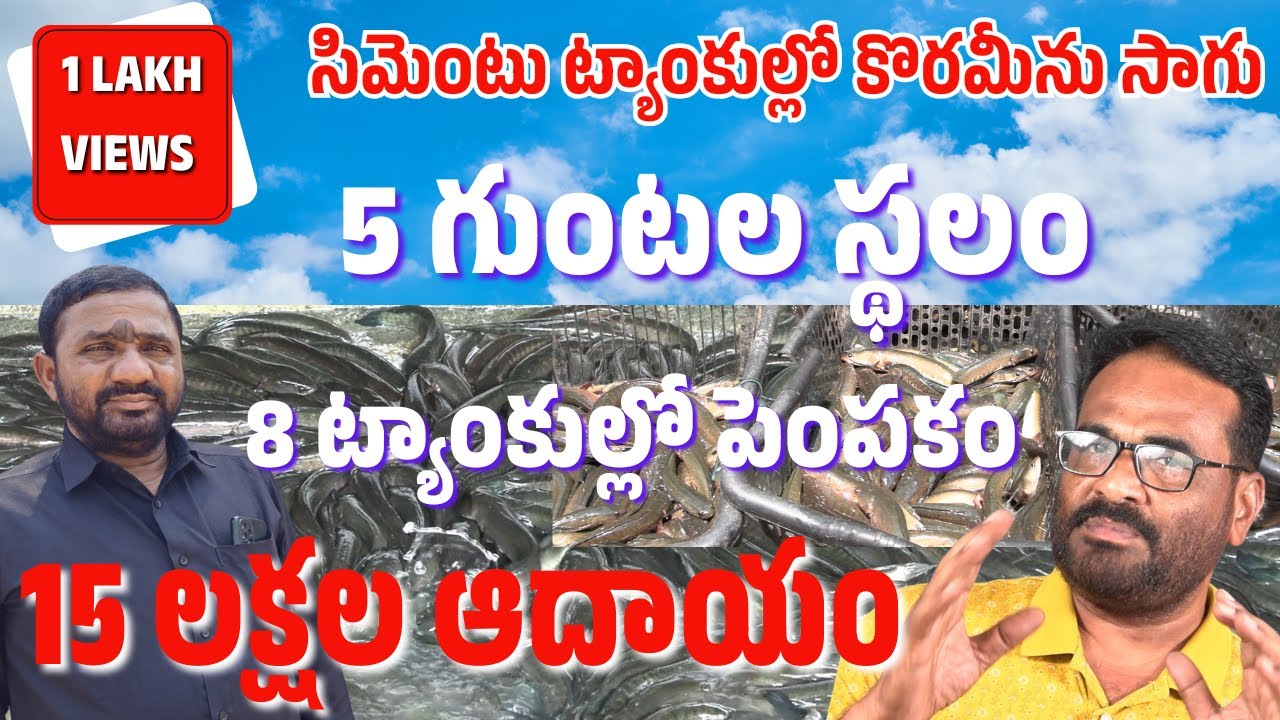కొర్రమీను పెంపకంతో 15 లక్షల ఆదాయం | koramenu fish farming in cement tanks