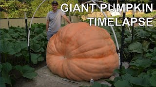 2480 lb Giant Pumpkin Timelapse | aka 'Bear Swipe' | Winner of Topsfield Fair