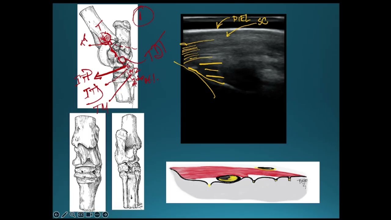 Tutorial Ecografia medial del tarso equino