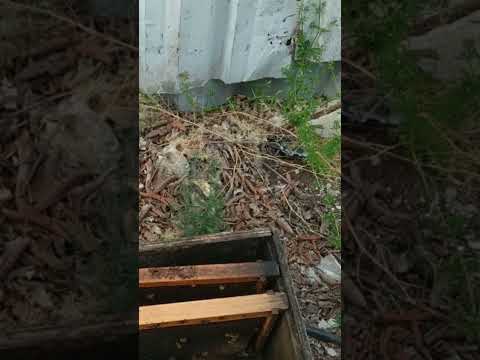 شكل عين ملكة النحل التي قام النحل ببنائها 