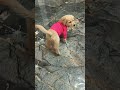zoe 🧿 #funnydog #dogfunny #dogshorts #viralshorts #comedyshorts #trending #dogvideos #shortsfeed