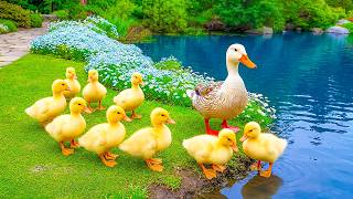 🦆 Just 3 Minutes with This Duck Family 🌿 Calm Your Mind, Melt Stress & Restore Deep Inner Peace 💚