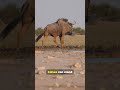 Africa Isn’t Cute—It’s Savage #facts #animals #youtubeshorts #youtube #ytshorts #wildlife #nature