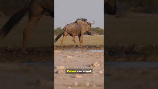 Africa Isn’t Cute—It’s Savage #facts #animals #youtubeshorts #youtube #ytshorts #wildlife #nature