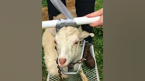 How to Keep Your Goat From Getting Its Head Stuck in the Fence (How to Apply the Antenna of Shame)