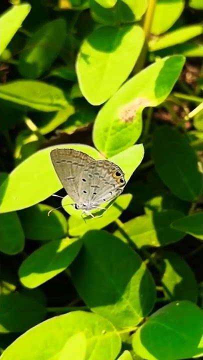 Grey Butterfly 🦋