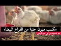 مكسب مليون جنية من مشروع تسمين الفراخ البيضاء مع بشمهندس علي عبدالرحمن مكسب مليون جنية من مشروع تسمين الفراخ البيضاء مع بشمهندس علي عبدالرحمن