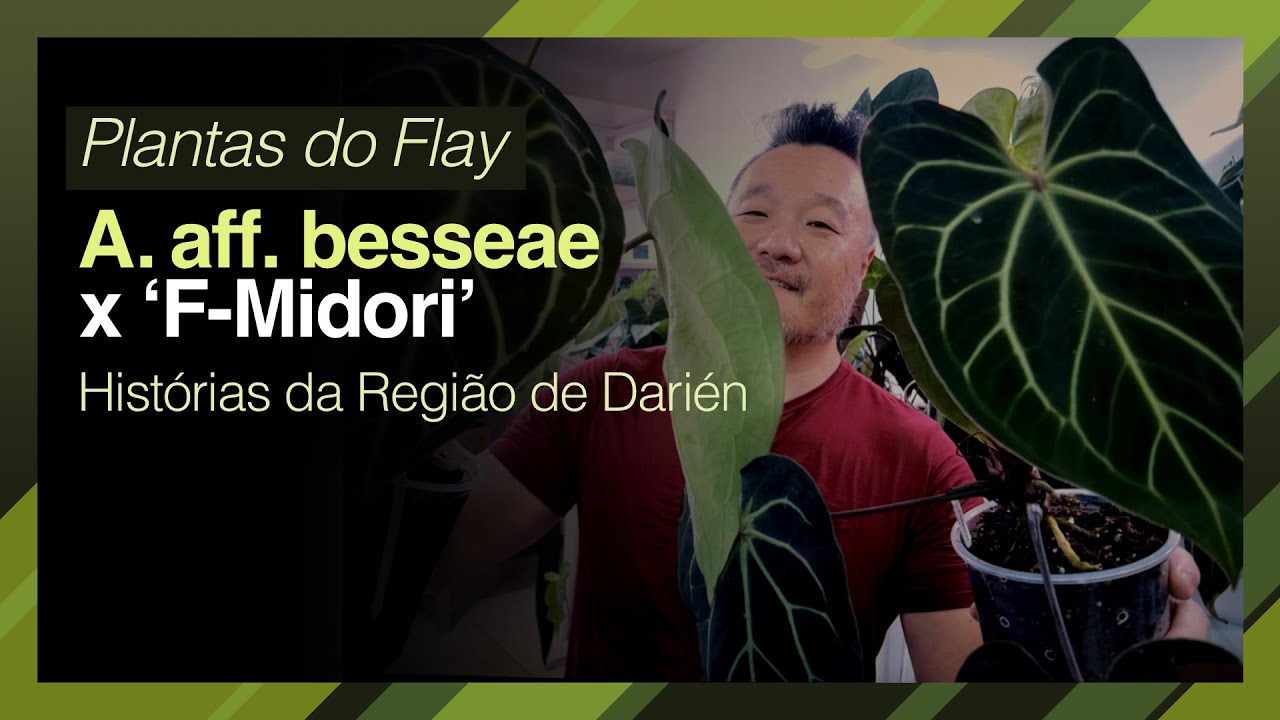 PLANTAS DO FLAY: Anthurium aff.  besseae x 'F Midori' | Histórias da Região de Darién no Panamá