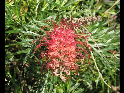 Video: Grevillea (25 Fotot): Lillede Kasvatamine Seemnetest Ja Nende Eest Kodus Hoolitsemine, Robusta Liikide Omadused, Võimas Ja Kadakas Grevillea