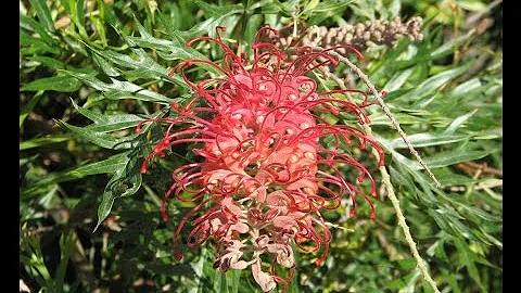 Growing Grevillea 'Robyn Gordon'