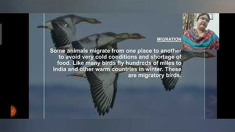 Chapter 8 Class 5 Science Adaptations