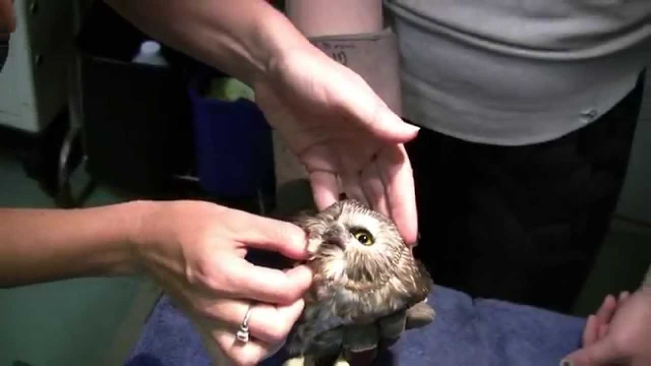 Saw Whet Owl at WildCare