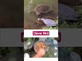 clever bird #foryou #youtubeshort #fy #interesting