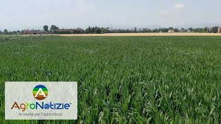 Preceon - Smart Corn System: Short-Cut Corn