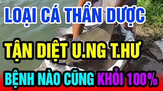 Bác Sỹ Tiết Lộ 7 Loại CÁ Cực Tốt Cho Sức Khỏe, Giúp Máu Lưu Thông Lên Não, Sống Khỏe Mạnh Tới Già