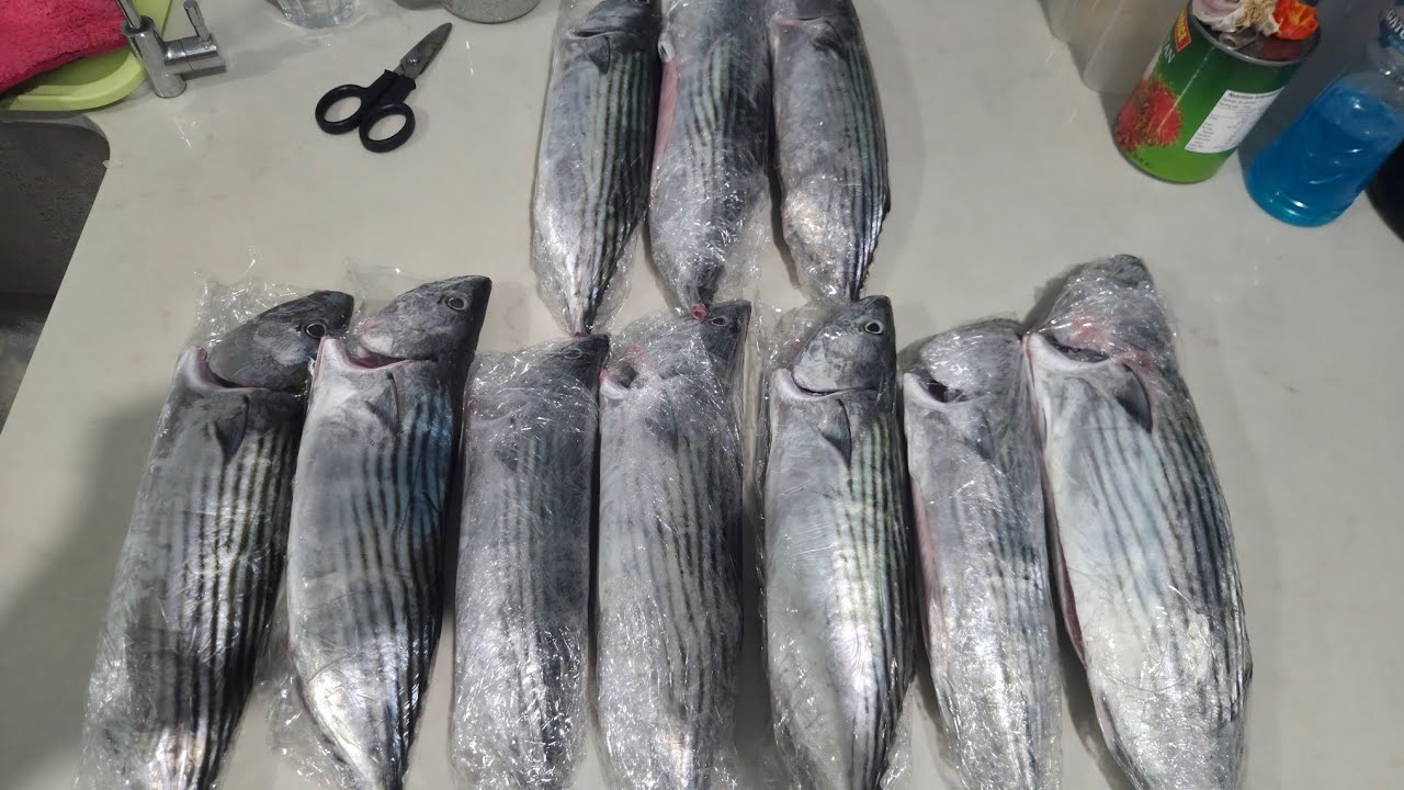 CRAZY BONITO FRENZY || SOUTH COAST || ROCK FISHING || COCONUT RIG 