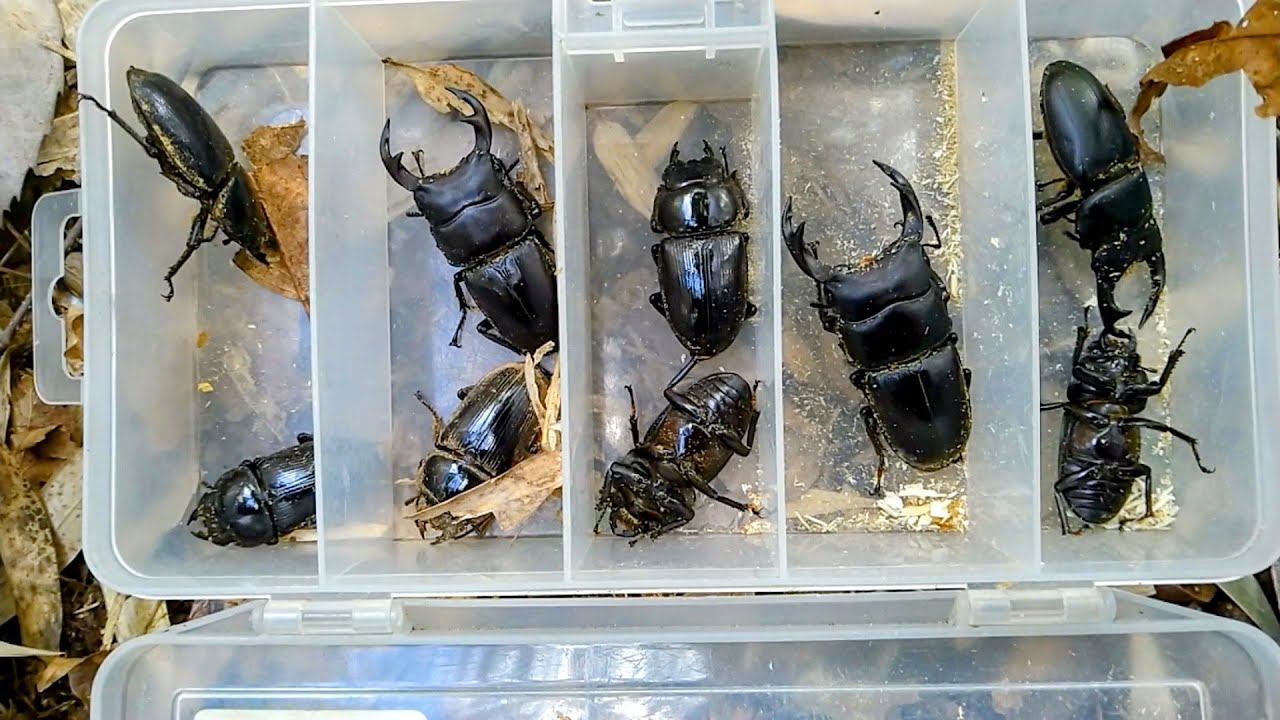 オオクワガタ採集