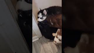 Cat Mobbed By Husky Puppies