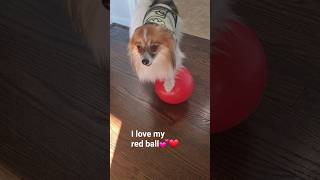 Toby Papillon loves his red ball #cute #pomeranian #dog
