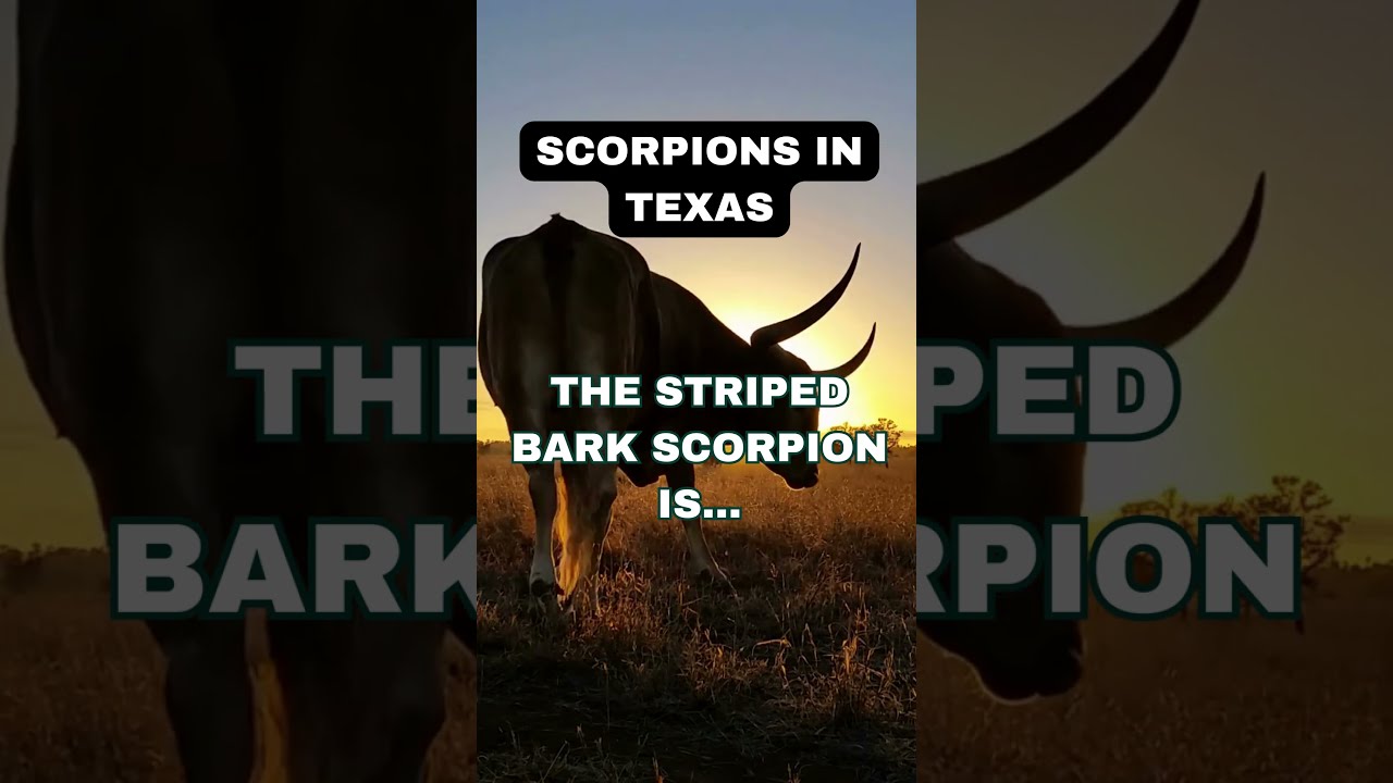 Texas Scorpions Facts