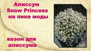 Видео Вегетативный алиссум Snow Princess на пике моды. Вазон- бочка под Snow Princess. (автор: С Любовью из моего домика в деревне)