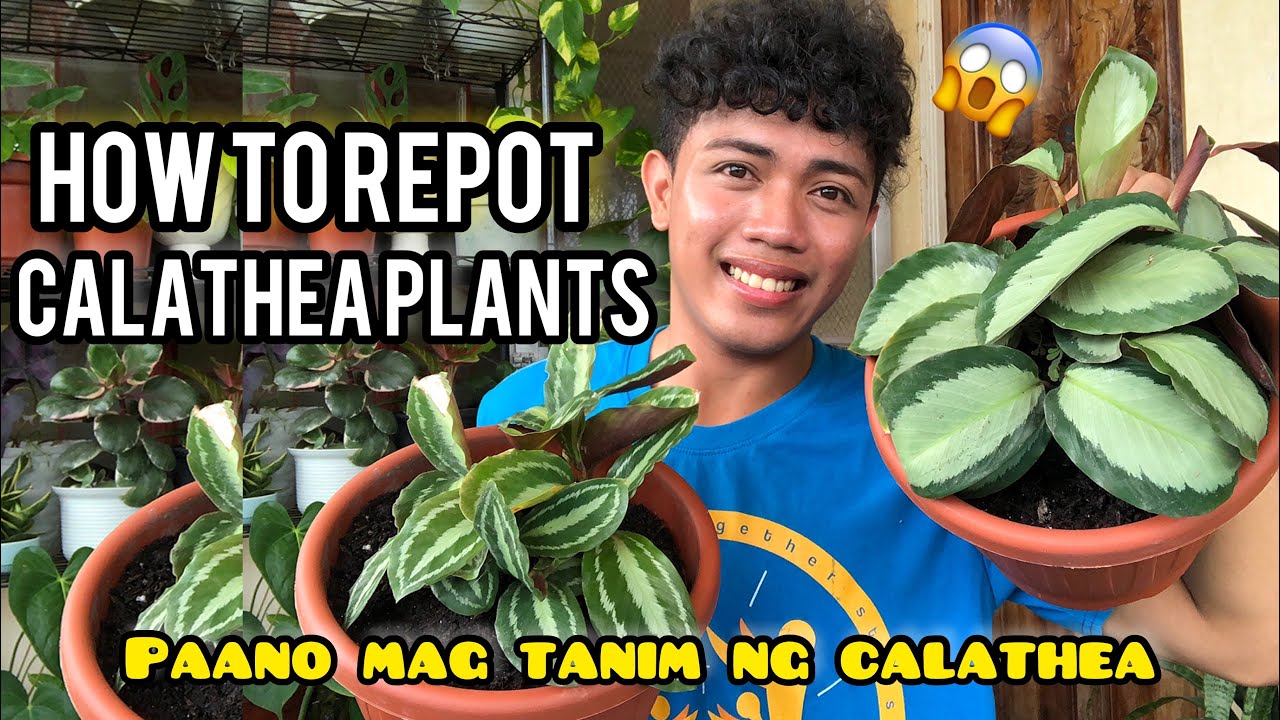 HOW TO REPOT CALATHEAS | REPOTTING MY CALATHEAS | PAANO MAGTANIM NG CALATHEA! 2021