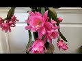 How to get your epiphyllum orchid cactus to bloom