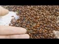 Thousands and thousands of ladybugs