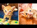 GERMAN LADY RESCUES 2 STRAY KITTENS FROM A BARN UNAWARE OF WHAT ONE OF THEM WOULD GROW UP TO BE