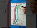 أوعية الخشب واللحاء نظام النقل في النبات ببساطة وباختصار شديد 