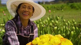 Behind the bouquet: Hmong Flower Farmers of Pike Place Market