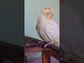 Cocktail Parrot Short Video ❤️ Shot No.25 #parrot #cocktail #cute